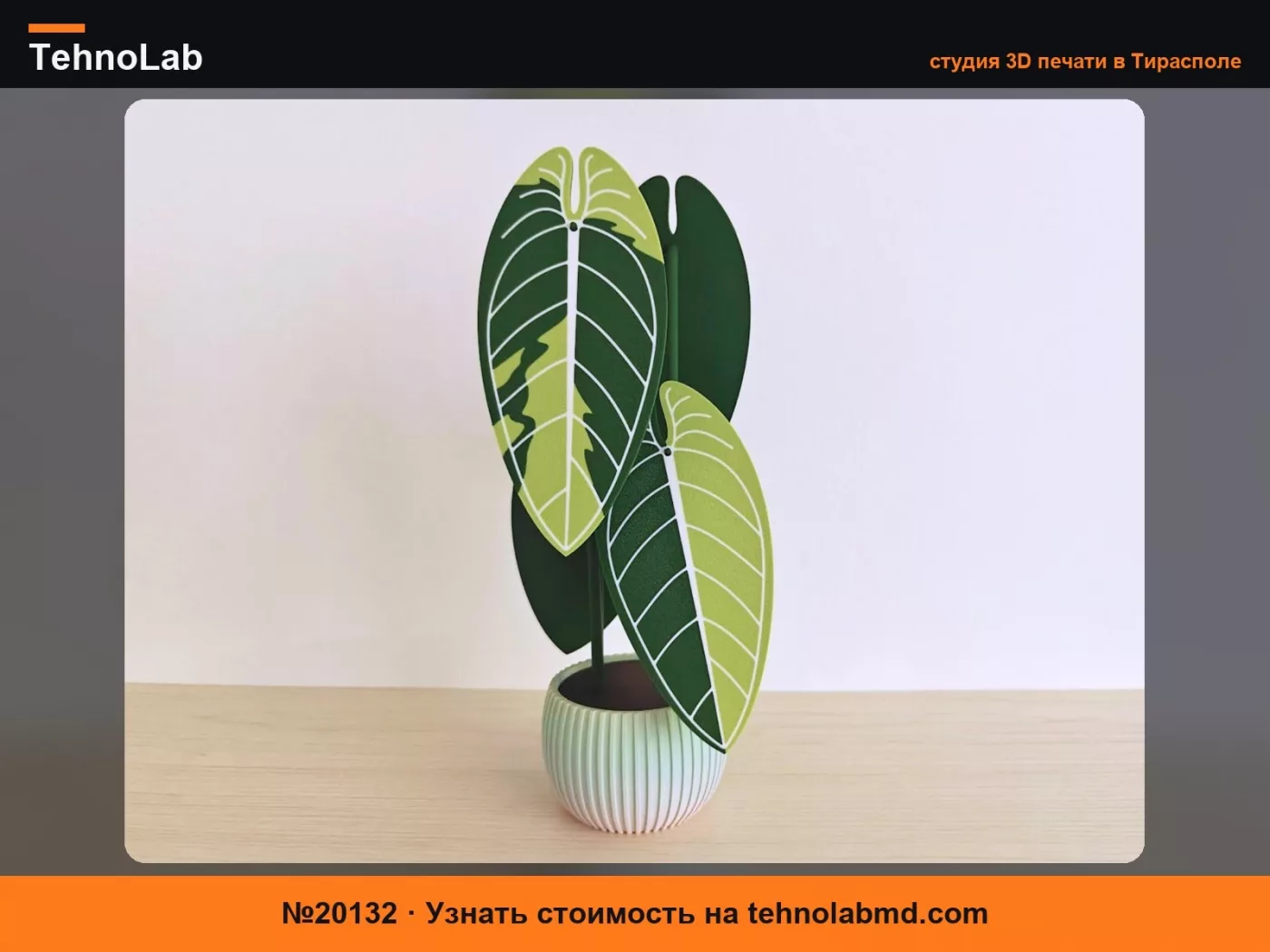 №20132 Пестрый набор подставок Anthurium Warocqueanum